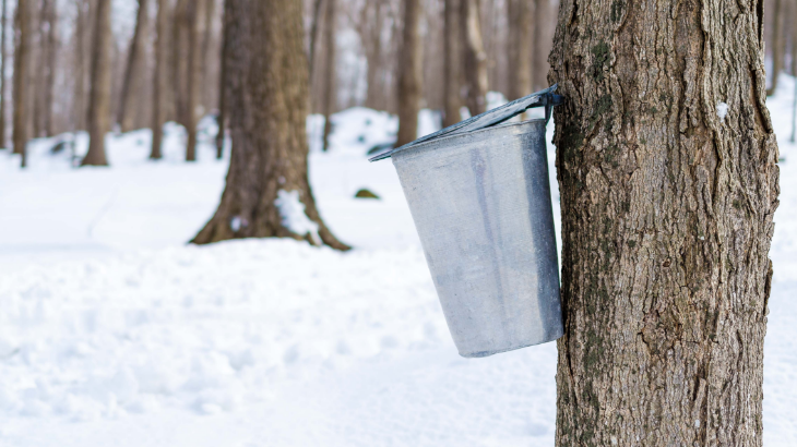maple syrup harvesting from tree