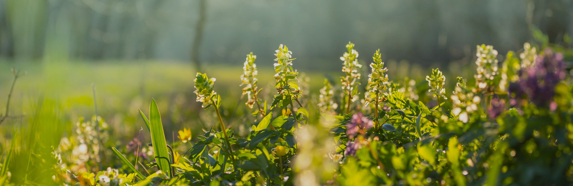 Spring plants